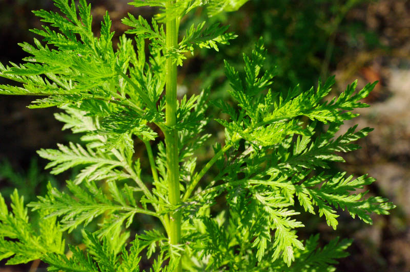 Artemisia Annua, Right Supplement For The Cancer Treatment