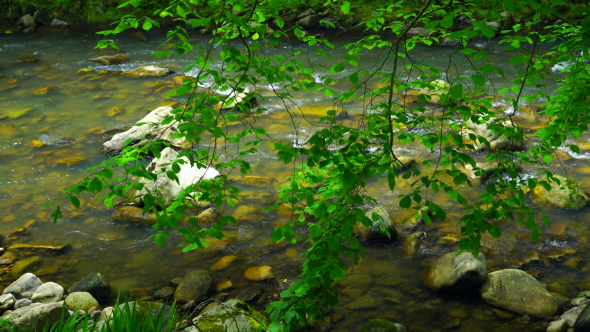 Spring Time Along The Riverbank