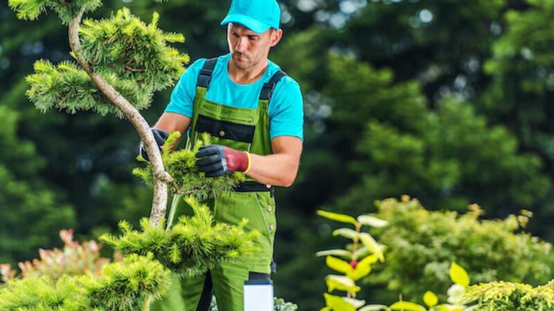 Tree Surgeons