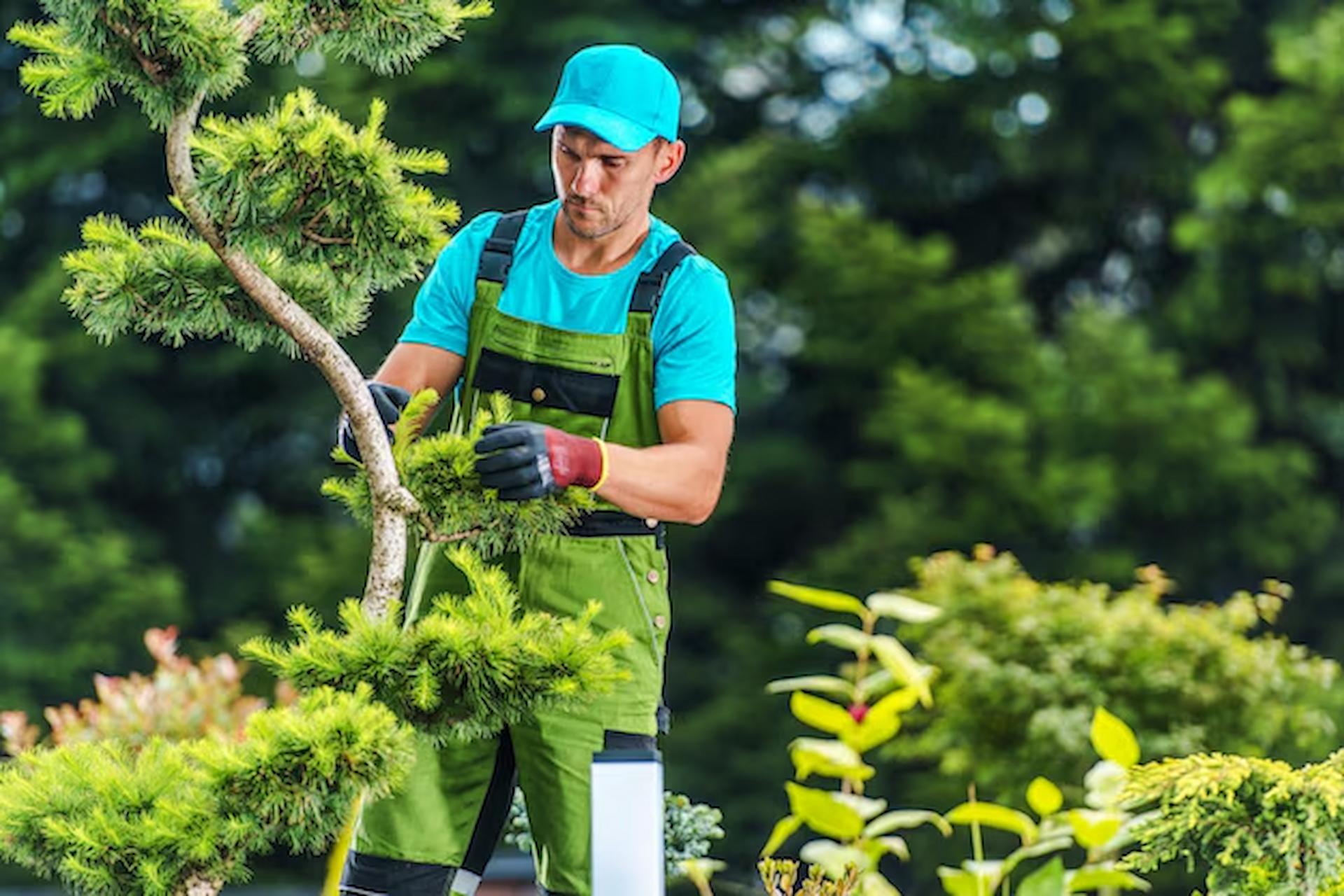 How Tree Surgeons Maintain Tree Health While Managing Risk