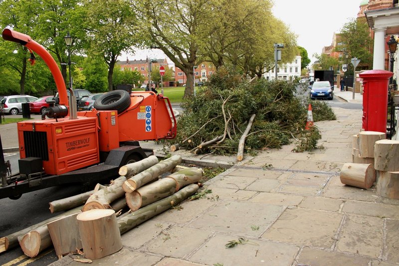 Hiring Deft Tree Surgeons For Aesthetically Appealing Garden And Backyard