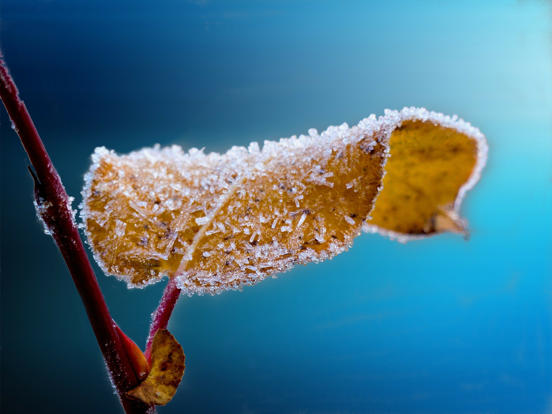 Smart Tips To Protect Your Potted Plants In Winter