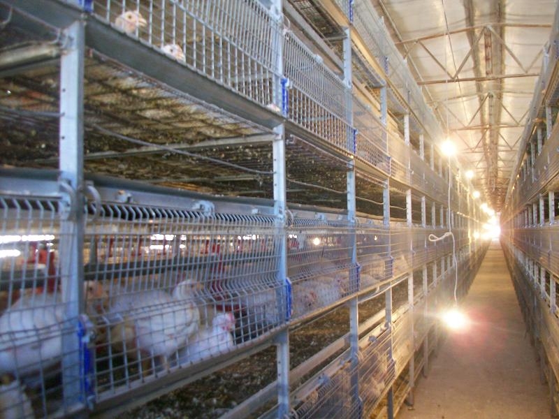 Chicken Farming With Poultry Equipments – The Benefits